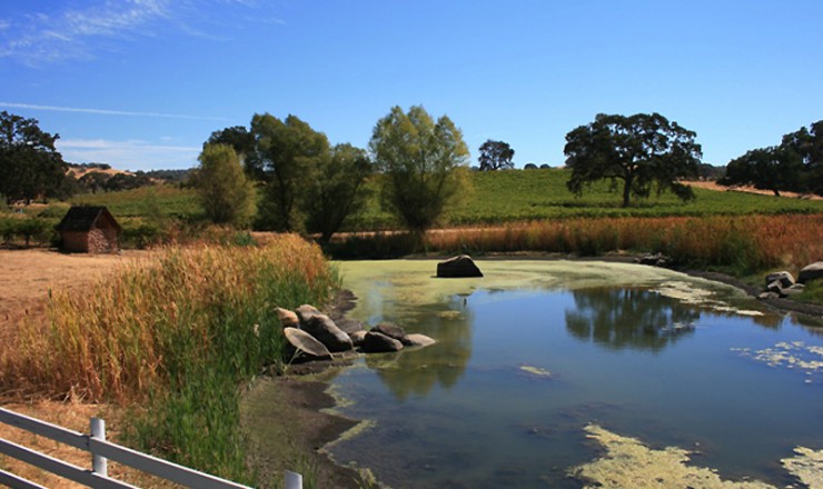 Youngs Vineyard Plymouth Photo